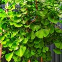 Гинкго двулопастное - Ginkgo Biloba