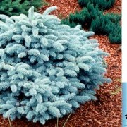 Ель колючая (Glauca Globosa) - Picea pungens