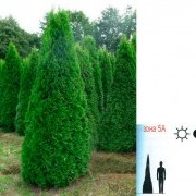 Туя западная (Smaragd) - Thuja occidentalis