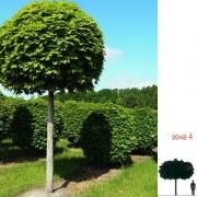 Клен остролистный (Globosum) - Acer platanoides