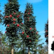 Рябина обыкновенная (Fastigiata) - Sorbus aucuparia