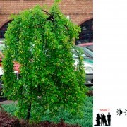 Карагана древовидная (Pendula) - Caragana arborescens