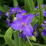 Традесканция Blue Stone светло-голубая - Tradescantia andersoniana