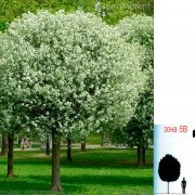 Вишня ( или слива) шаровидная - Prunus serr. 'Umbraculifera'