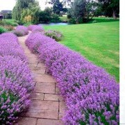 Лаванда узколистная - Lavandula ang. "Hidcote"