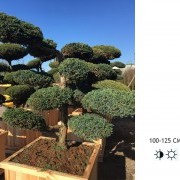 Можжевельник китайский Блю Альпс Бонсай - Juniperus chinensis "Blue Alps" bonsai