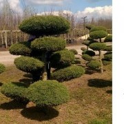 Можжевельник чешуйчатый Блю Альпс Бонсай - Juniperus squamata "Blue carpet" bonsai