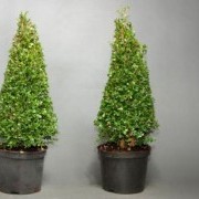 Самшит Пирамида - Buxus sempervirens