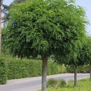 Робиния Умбракулифера (Umbraculifera)