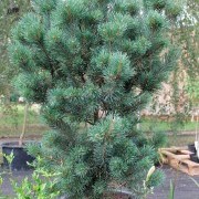 Сосна обыкновенная Ватерери (Pinus sylvestris Watereri) 