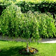 Береза повислая Юнги на штамбе - Betula pendula